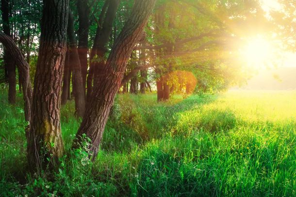 Sentiero nel bosco illuminato dal sole, con alberi alti, erba verde e una calda luce dorata che filtra tra le foglie.