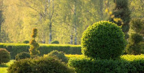 Giardino ben curato con arbusti tondi di colore verde potati a forma di scultura e alberi soleggiati sullo sfondo.