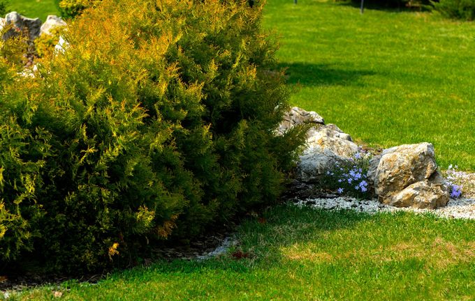 Giardino soleggiato con arbusti verdi, rocce e un piccolo ruscello accanto a un prato erboso.