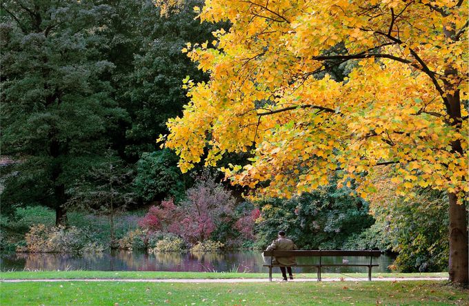 Scena autunnale in un parco con un albero dalle foglie gialle, una panchina, uno stagno e fogliame verde e viola.