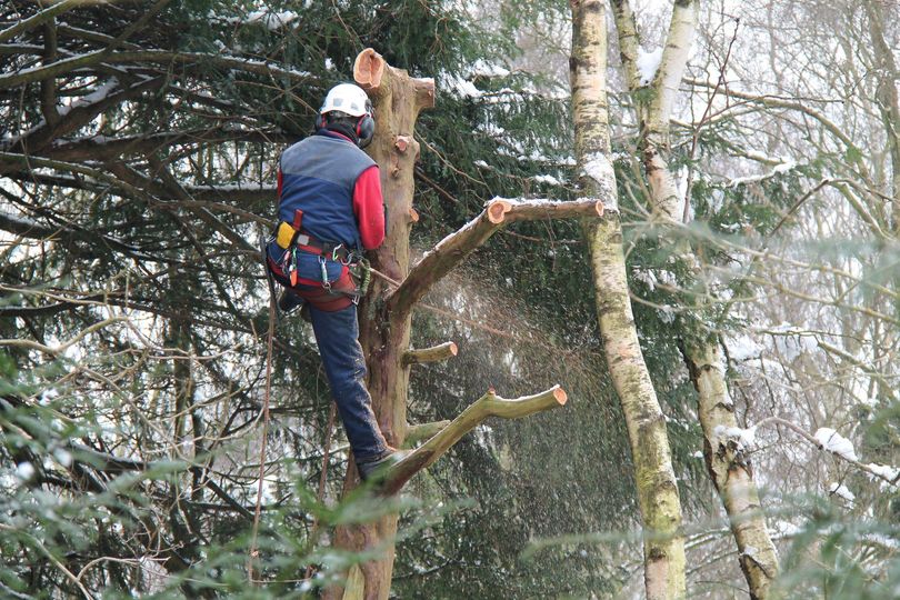 Un alpinista con giacca blu e casco bianco si erge sui rami di un albero in una foresta innevata.