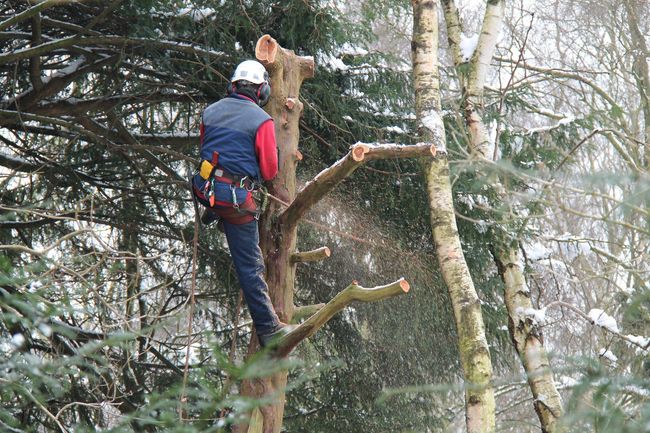 Un alpinista con giacca blu e casco bianco si erge sui rami di un albero in una foresta innevata.