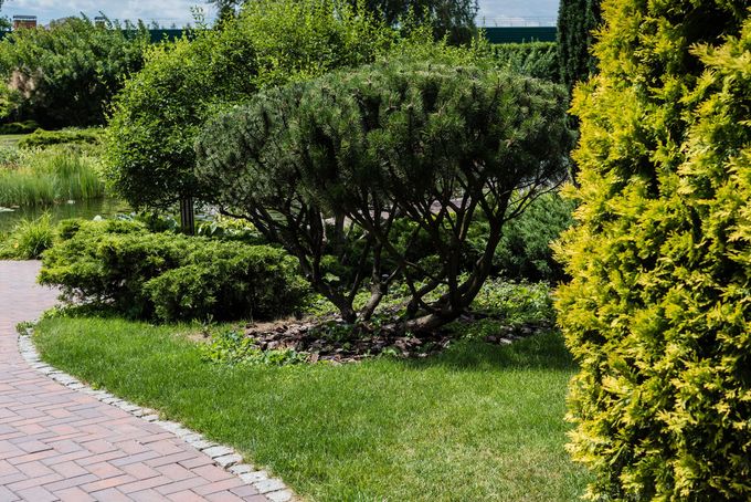 Sentiero curvo in mattoni accanto a un rigoglioso prato verde e arbusti in un giardino soleggiato