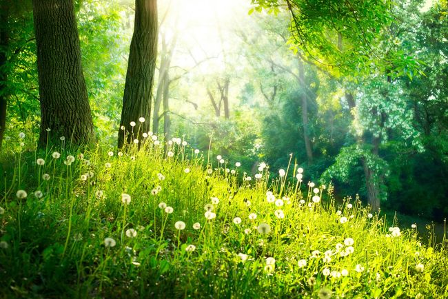 Prato boschivo soleggiato con erba verde, fiori selvatici bianchi e alberi alti