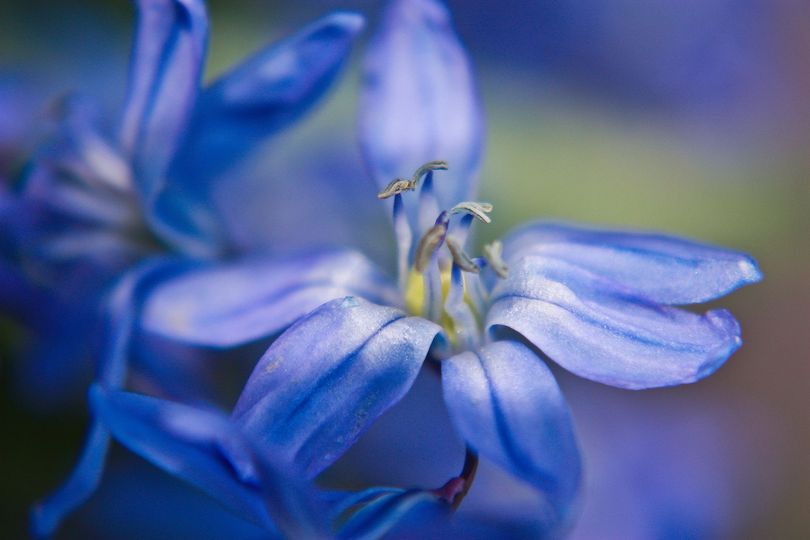 Primo piano di fiori blu dai petali morbidi su uno sfondo viola-blu sfocato.