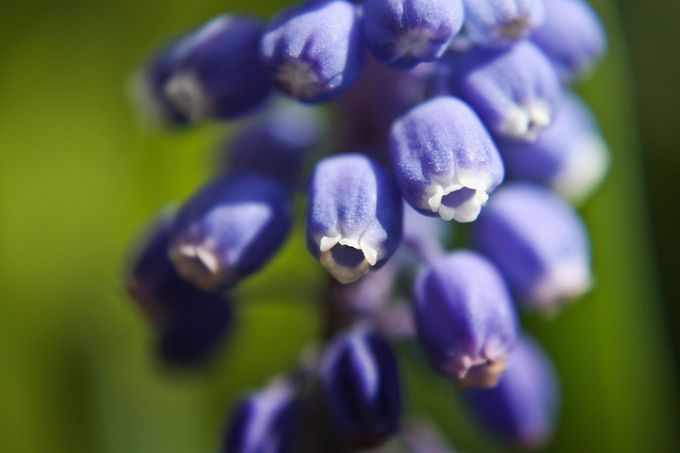 Primo piano di boccioli di fiori viola con sfondo verde sfocato.