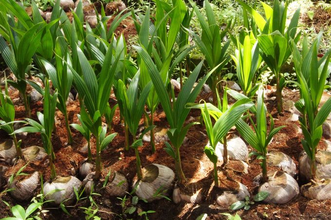 Giovani piantine di cocco che crescono in un'aiuola tra gusci e terra