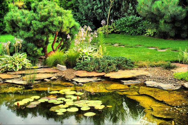 Tranquillo laghetto da giardino con ninfee, acqua cristallina e alberi e piante rigogliose che lo circondano.