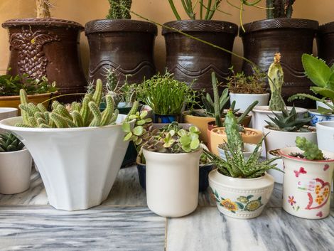 Su un tavolo, diverse piante grasse e cactus in vaso sono disposti in vasi di ceramica colorata e bianchi.