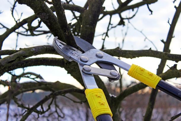 Forbici da potatura che tagliano un ramo d'albero, con cesoie a manico giallo in primo piano.