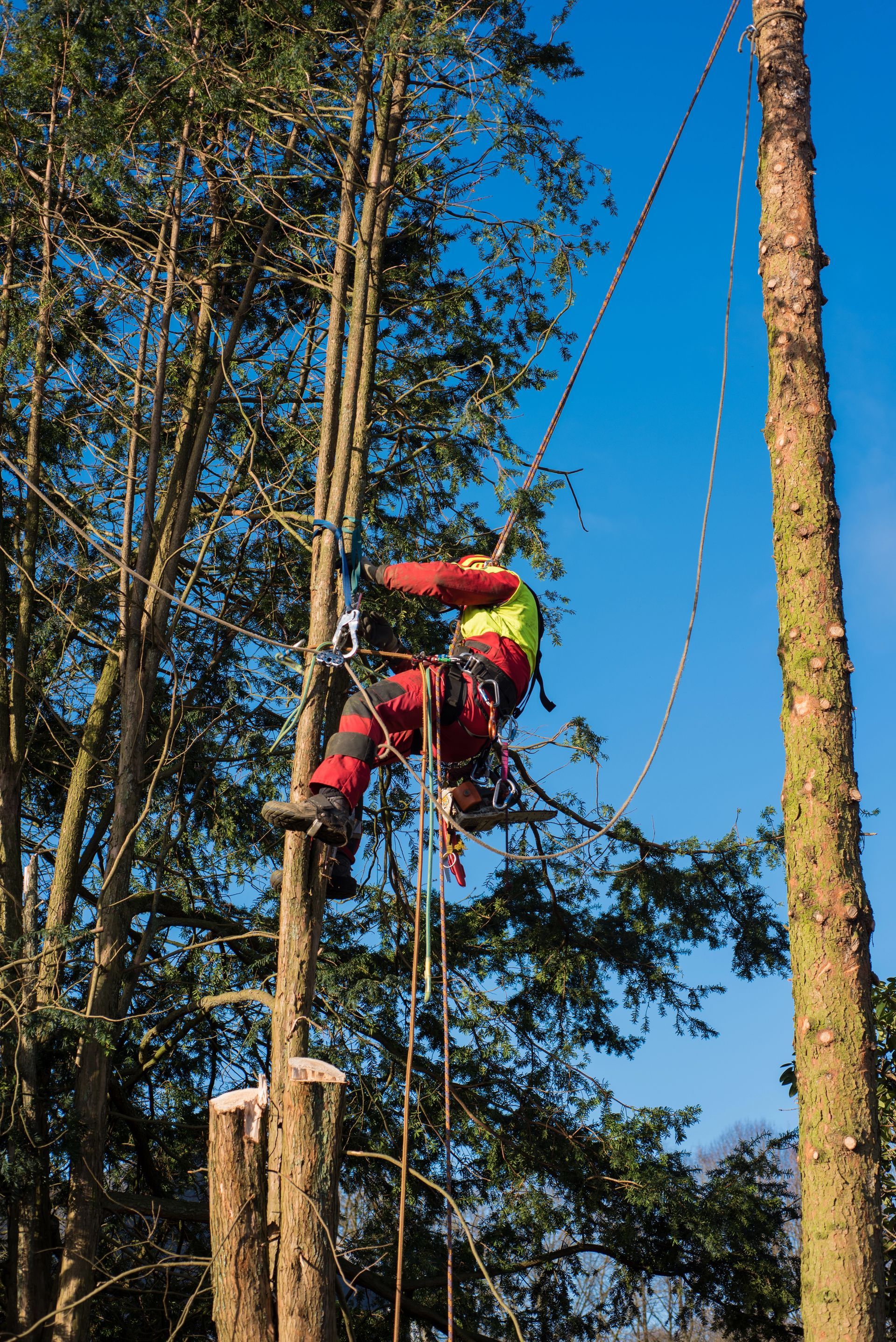 Una persona con un'imbracatura di sicurezza rossa si arrampica su una corda tra alberi alti in una foresta.