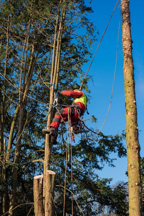 Una persona con un'imbracatura di sicurezza rossa si arrampica su una corda tra alberi alti in una foresta.