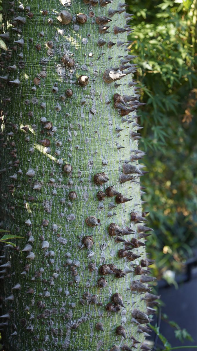 Primo piano della ruvida corteccia di un albero ricoperta di muschio verde e licheni.