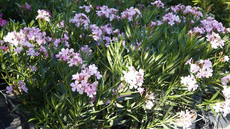 Primo piano di fiori blu dai petali morbidi su uno sfondo viola-blu sfocato.