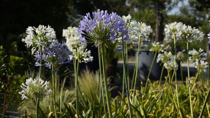 Giardino soleggiato con arbusti verdi, rocce e un piccolo ruscello accanto a un prato erboso.