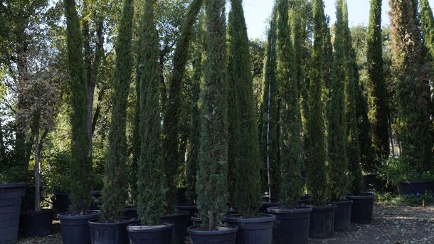 Sentiero sterrato ombreggiato, fiancheggiato da siepi verdi ben curate e alberi su entrambi i lati.