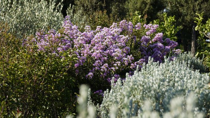 Sentiero curvo in mattoni accanto a un rigoglioso prato verde e arbusti in un giardino soleggiato