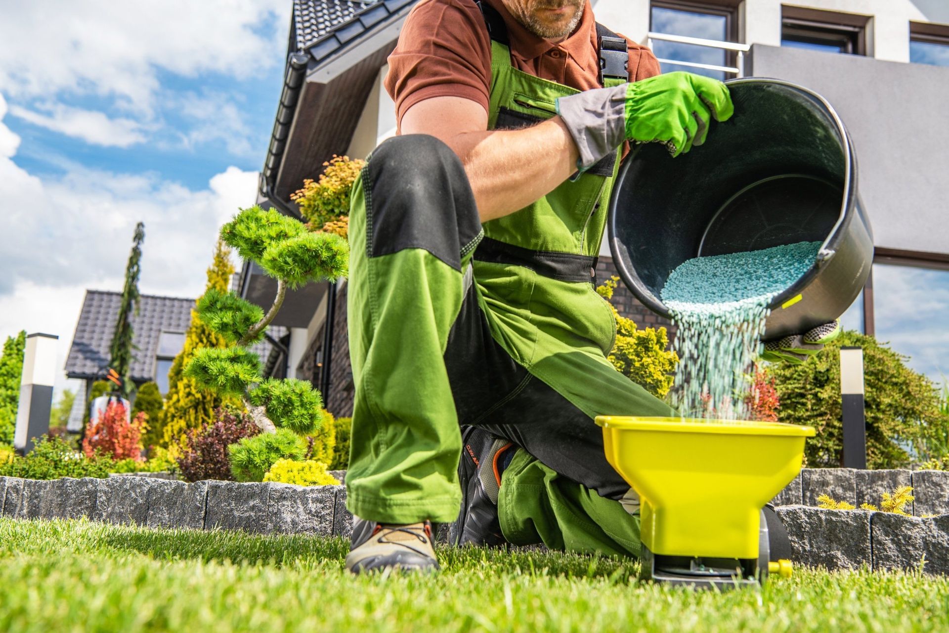 A man is spreading fertilizer on a lush green lawn.