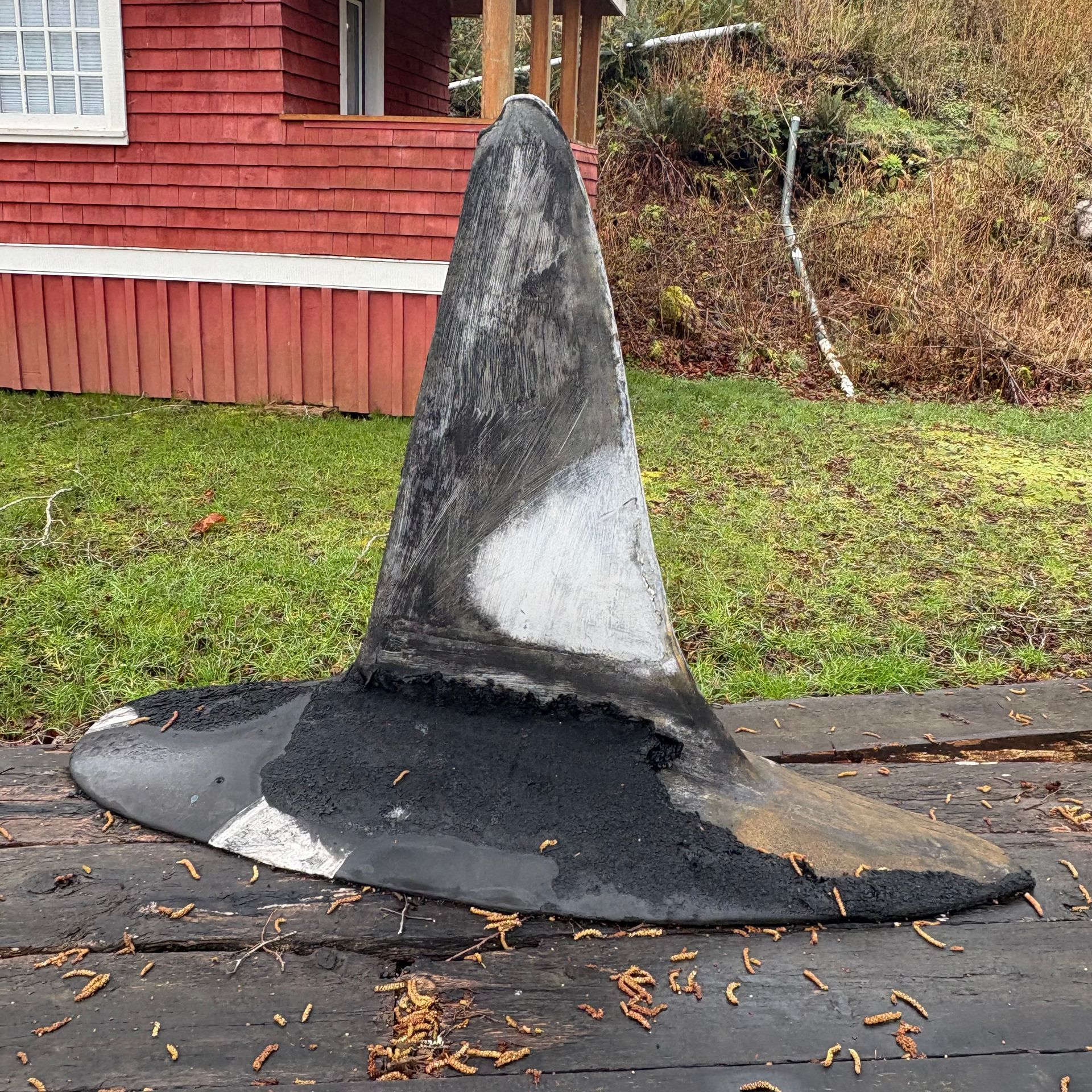 Model dorsal fin of A5, a northern resident killer whale, after the December 31, 2024 fire. The rubber on the display has been melted from the heat of the fire.