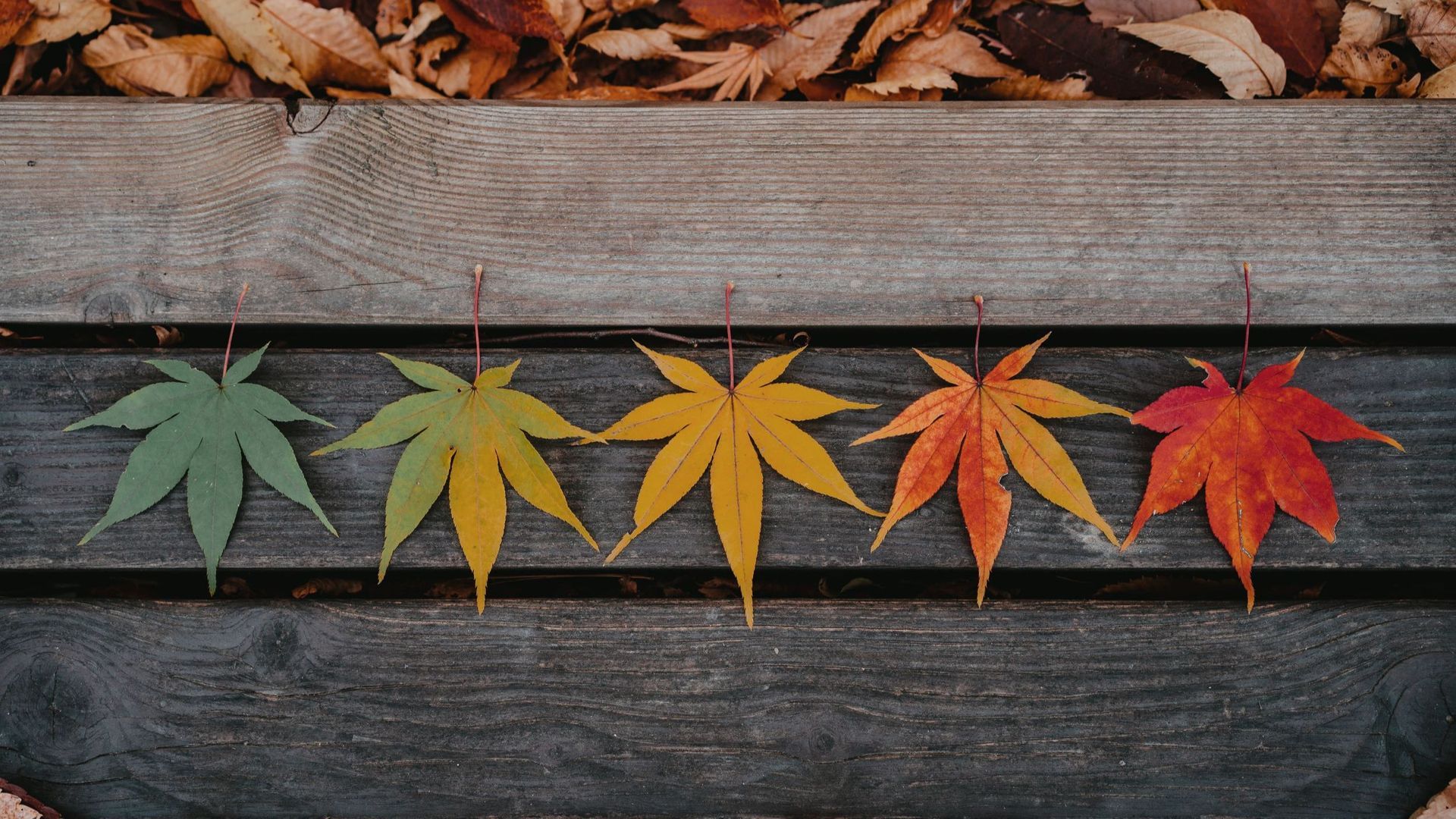Five colorful maple leaves arranged on weathered wooden steps with fallen leaves above