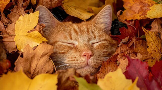 ginger cat in a pile of autumn leaves thumbnail for fall wintr newsletter