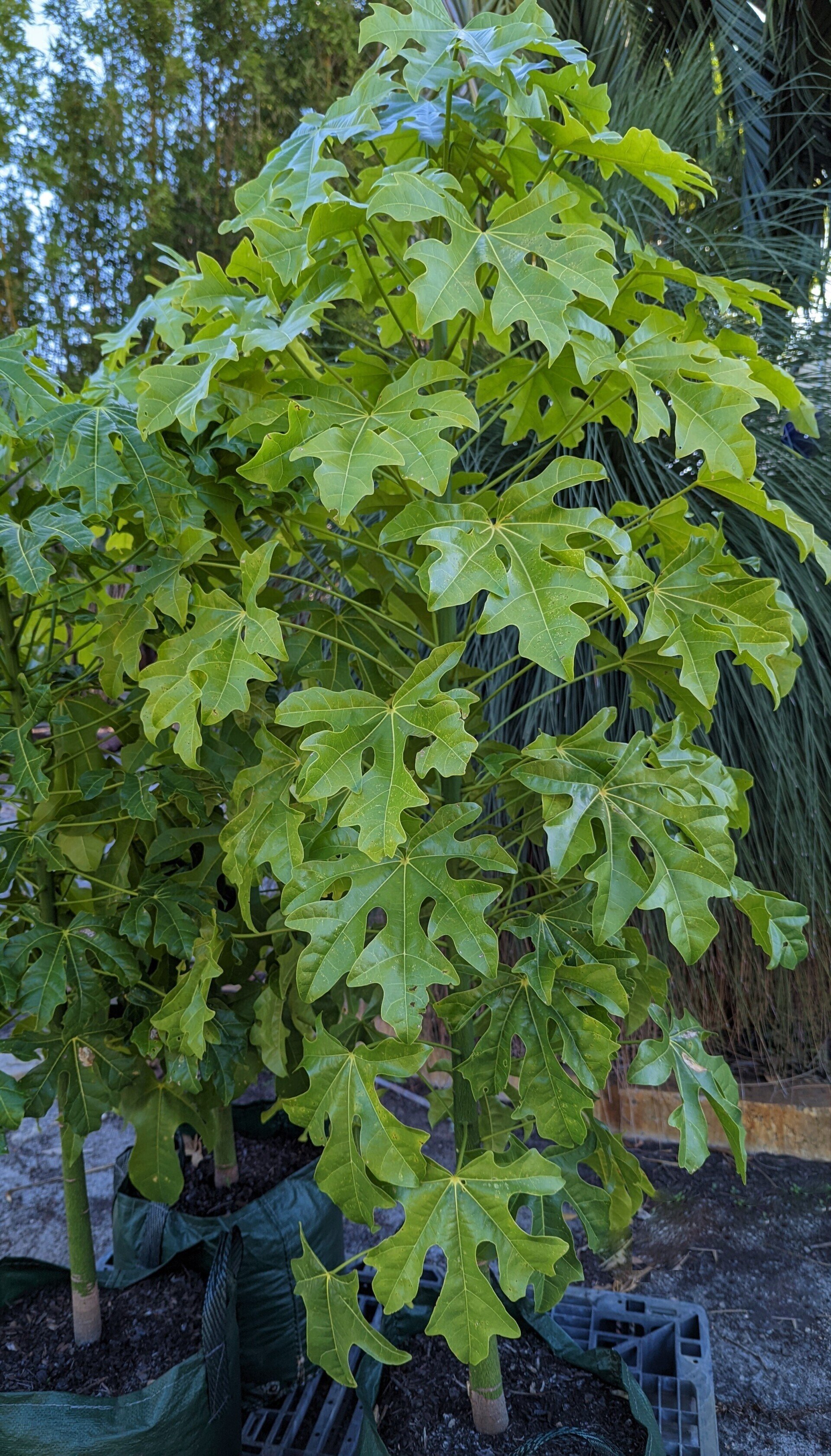 Advanced & Mature Trees | Forestvale Trees | Perth