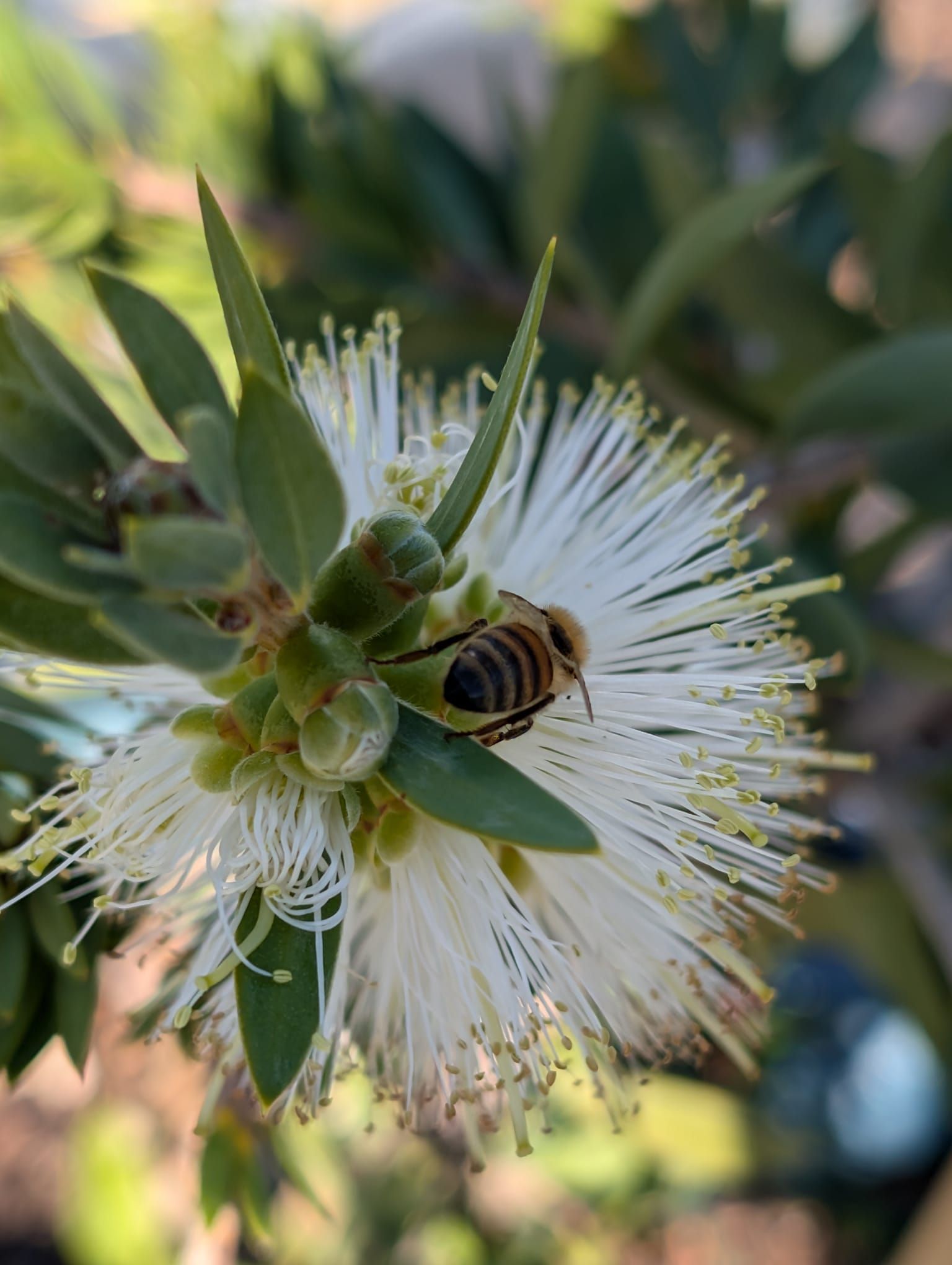 Current Stocklist | Forestvale Trees | Perth, WA