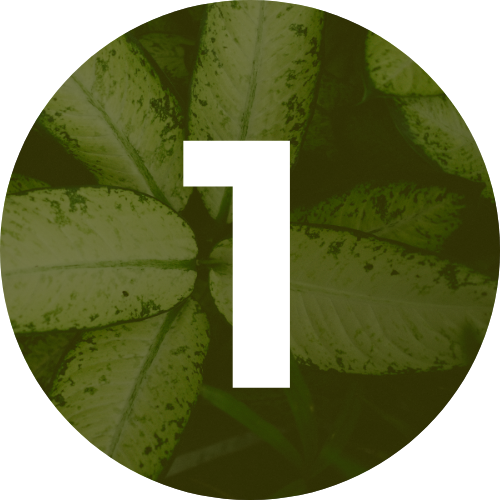 White number 1 on a green leafy background.