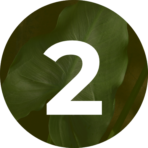 White number 2 on a dark green leaf background within a green circle.