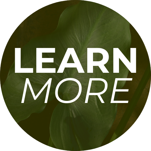 White “LEARN MORE” text on a dark green circular background
