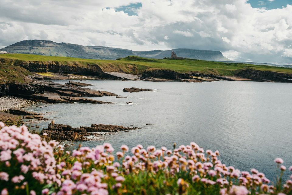 Coastal bay with rocky shore, calm water, green cliffs, and pink wildflowers in the foreground