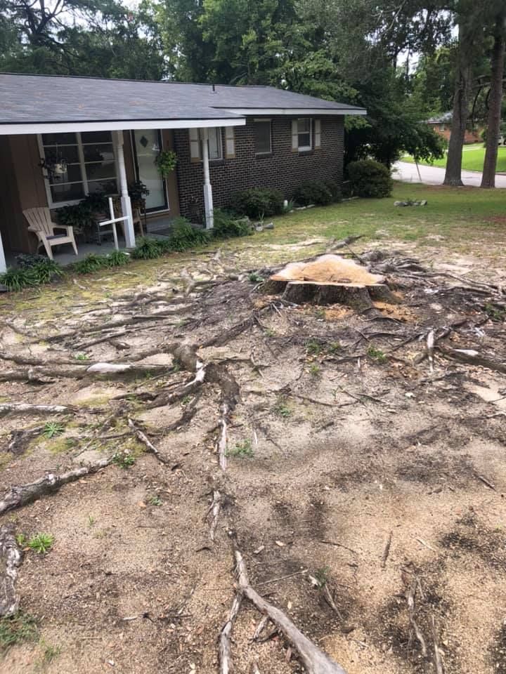 Roots exposed around a tree stump in front of a house.