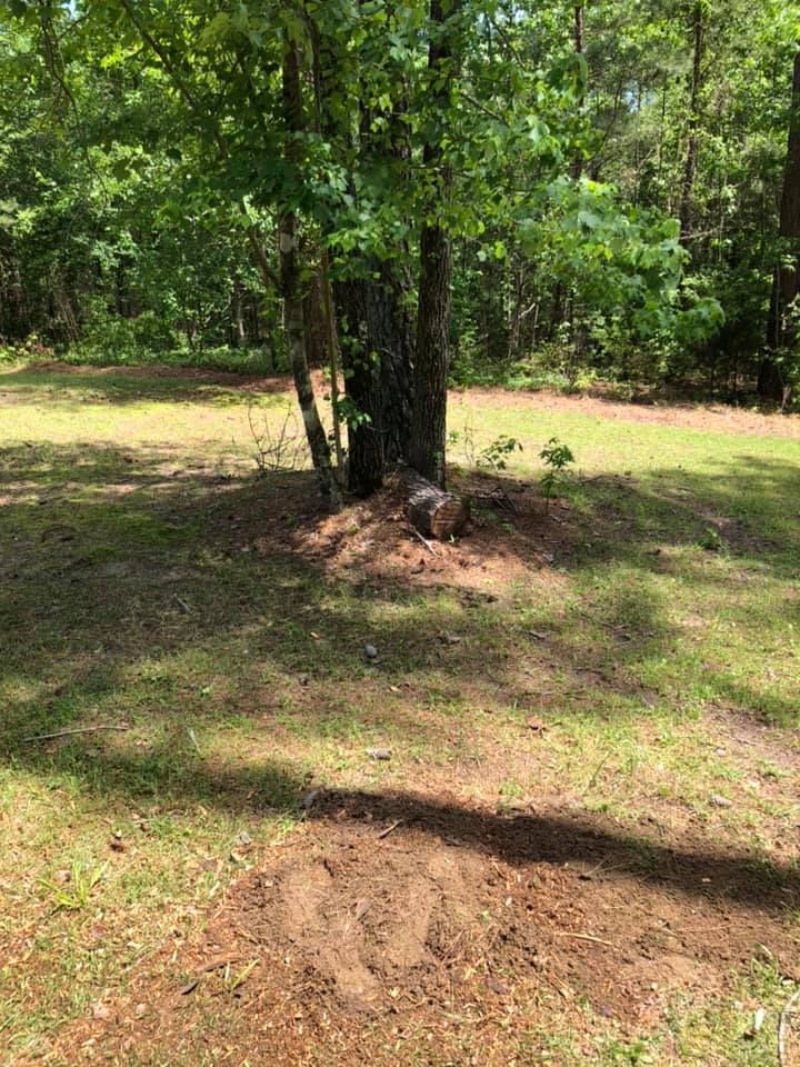 Tree in sunny grassy area with brown dirt mound and other trees in the background.