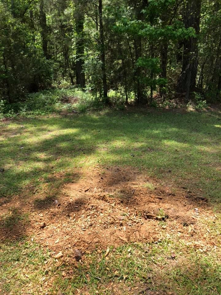 Grassy area with brown mulch, surrounded by trees and a shaded forest background.