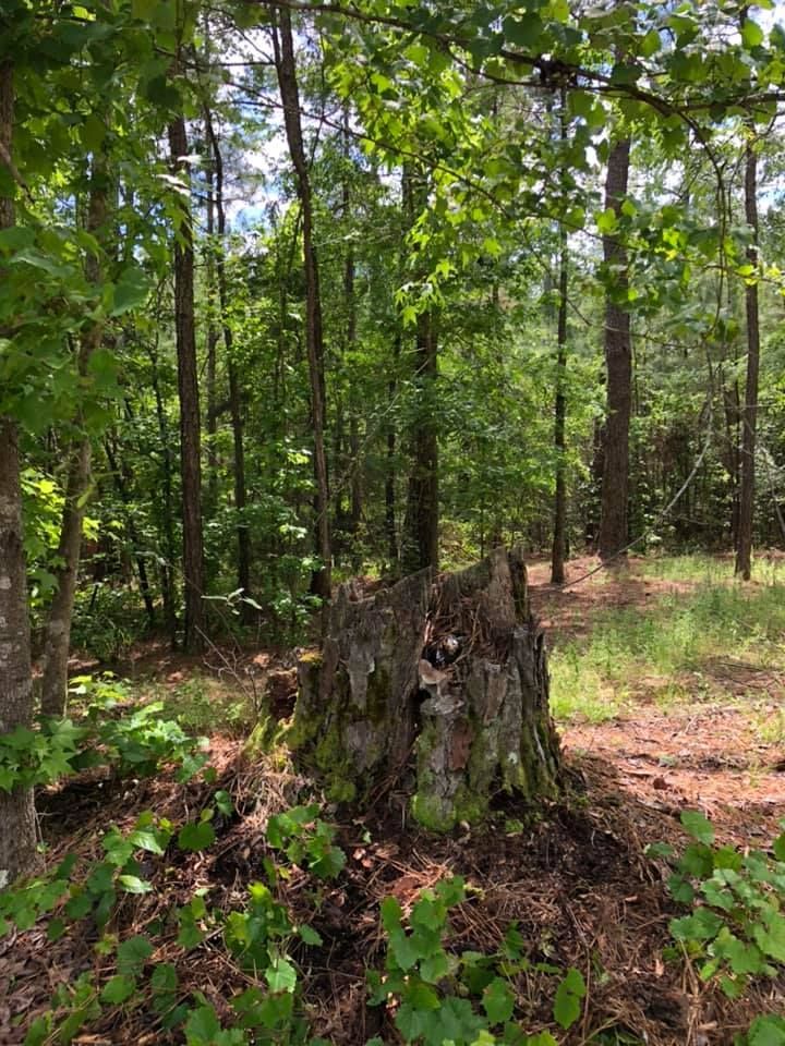 Tree stump in a forest clearing with green leaves, moss, and pine needles.