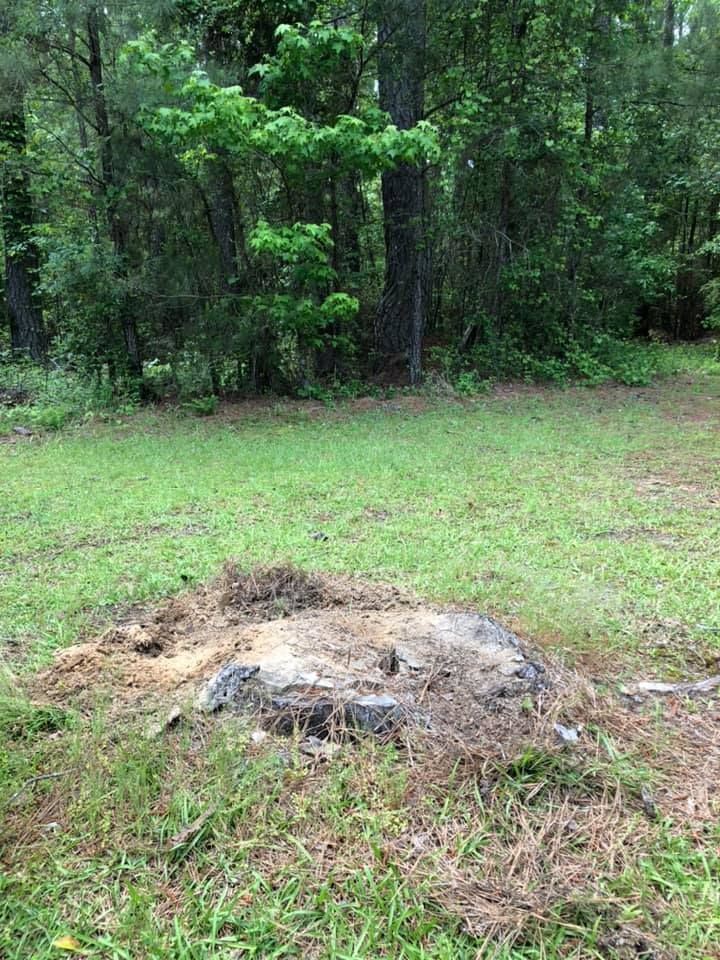 Tree stump in grassy clearing with a wooded backdrop.
