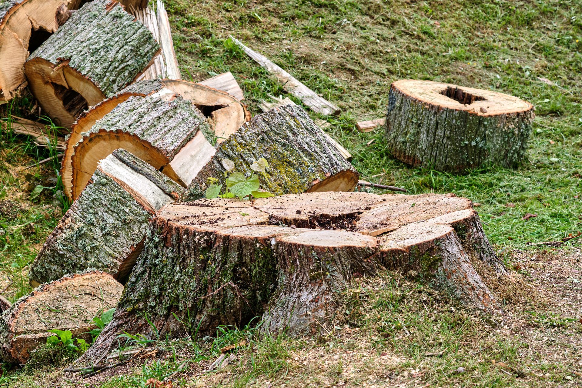 Tree stump surrounded by freshly cut logs on a grassy surface.