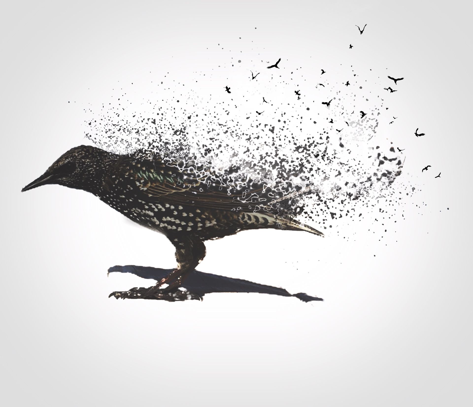 Black bird dissolving into scattered particles on a white background