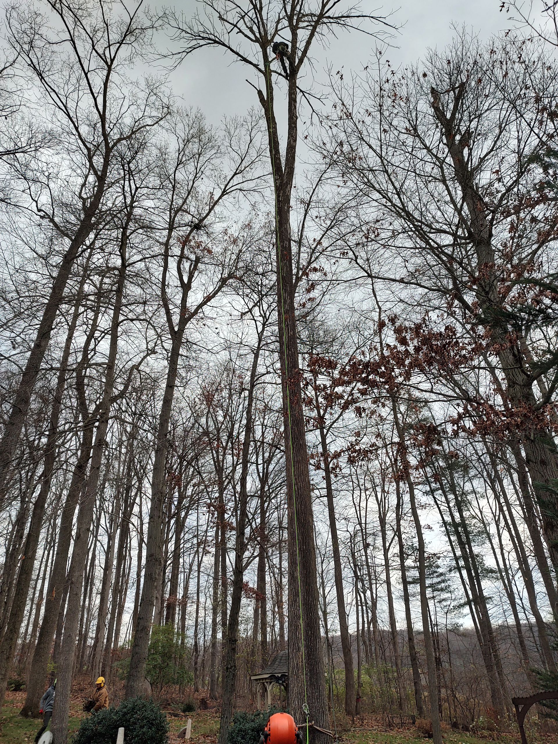 Tree Service Annville, PA Long's Tree Service