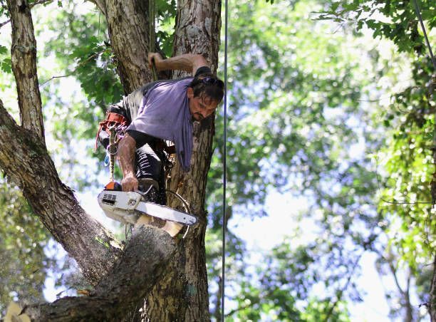 A lumberjack trims a white oak tree with a chainsaw for tree trimming services by Long's Tree Servic