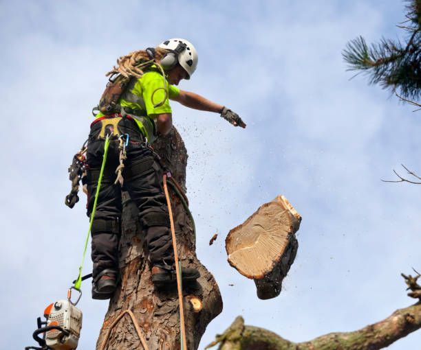 A man in safety gear cuts down a tree, demonstrating professional tree removal services in action.