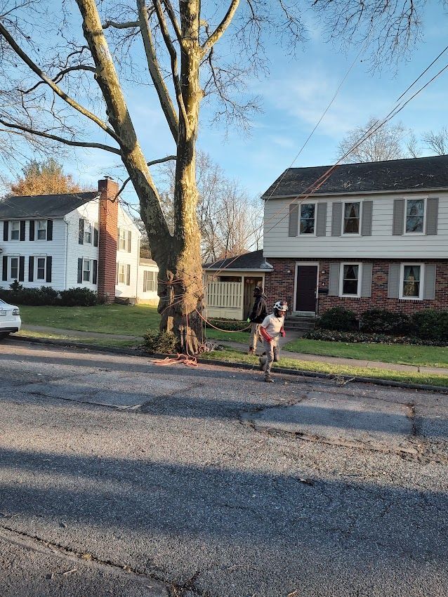 Picture Of Man — Exton, PA — Longs Tree Service