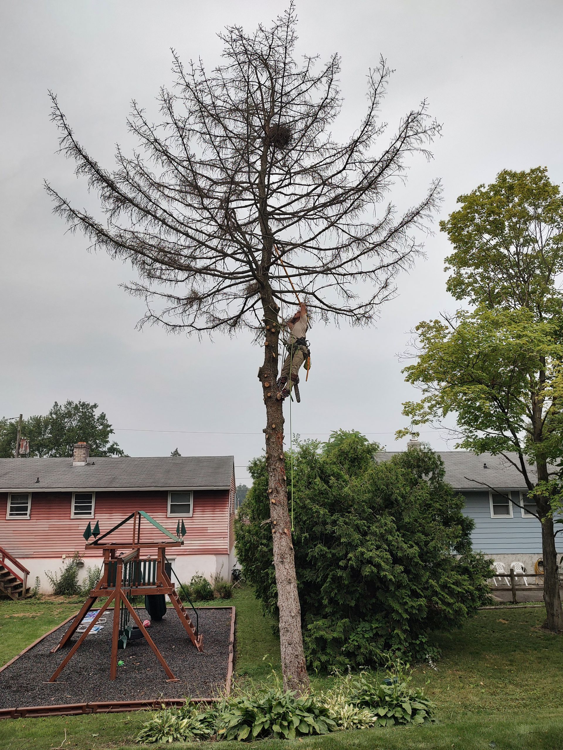 Tree — Exton, PA — Longs Tree Service