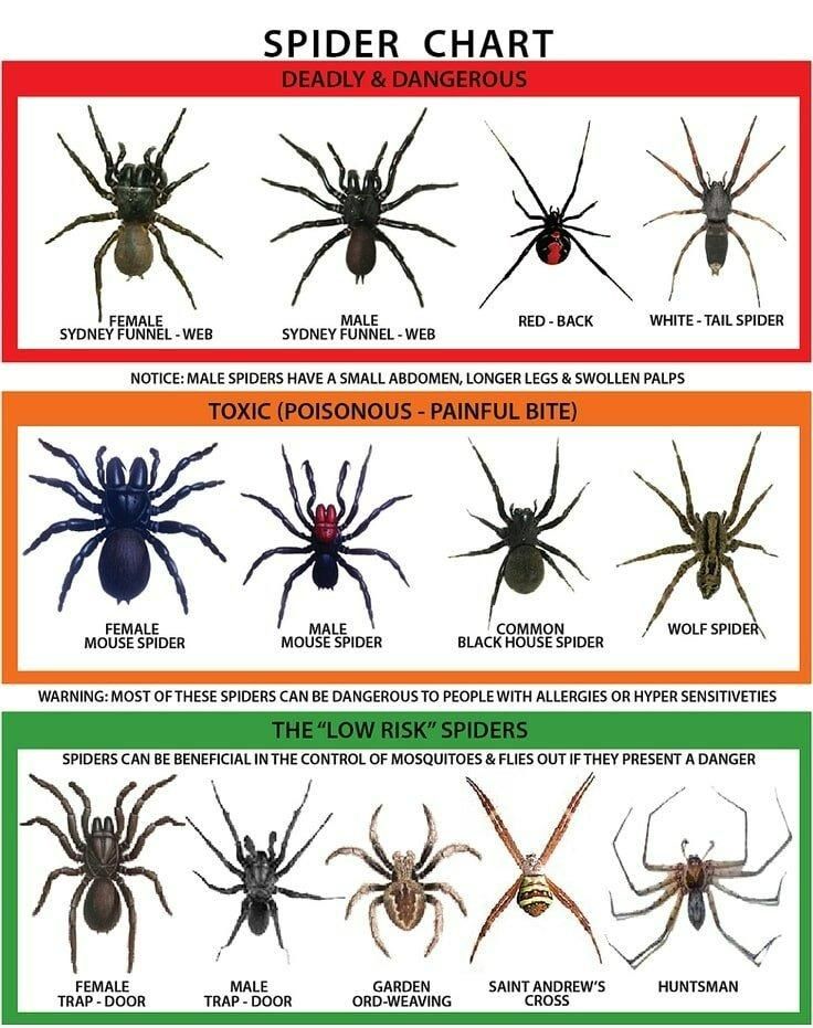 Different Types of Spiders Chart — Allied Pest Management Northern Rivers in Tregeagle, NSW