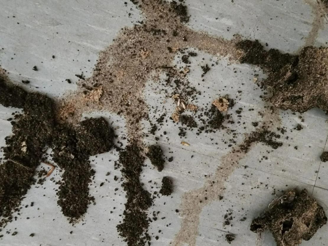 A Pile of Dirt and Dust on a White Surface — Allied Pest Management Northern Rivers in Casuarina, NT