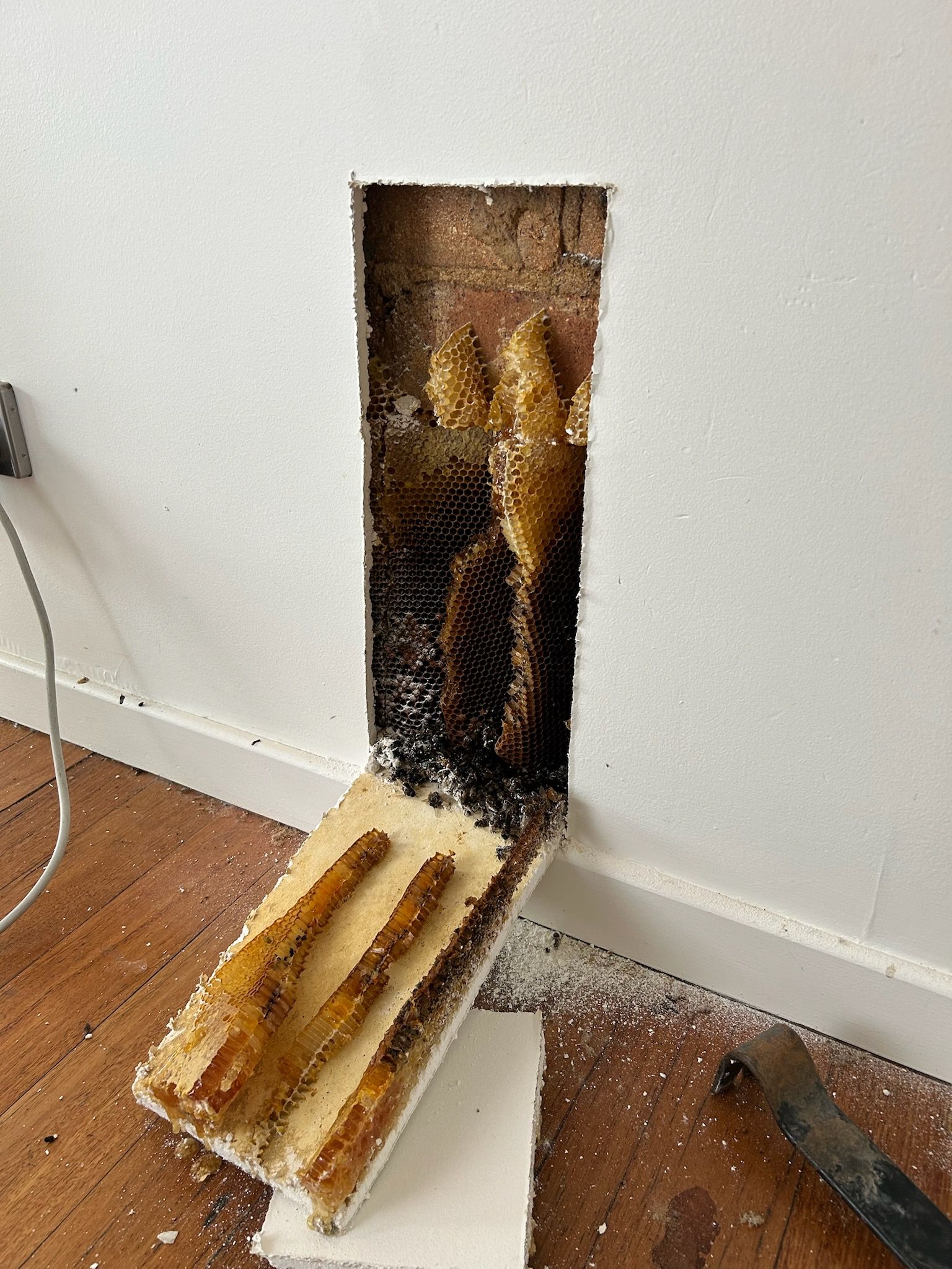 A bee hive behind a plaster board in a house — Allied Pest Management Northern Rivers in Tregeagle, NSW