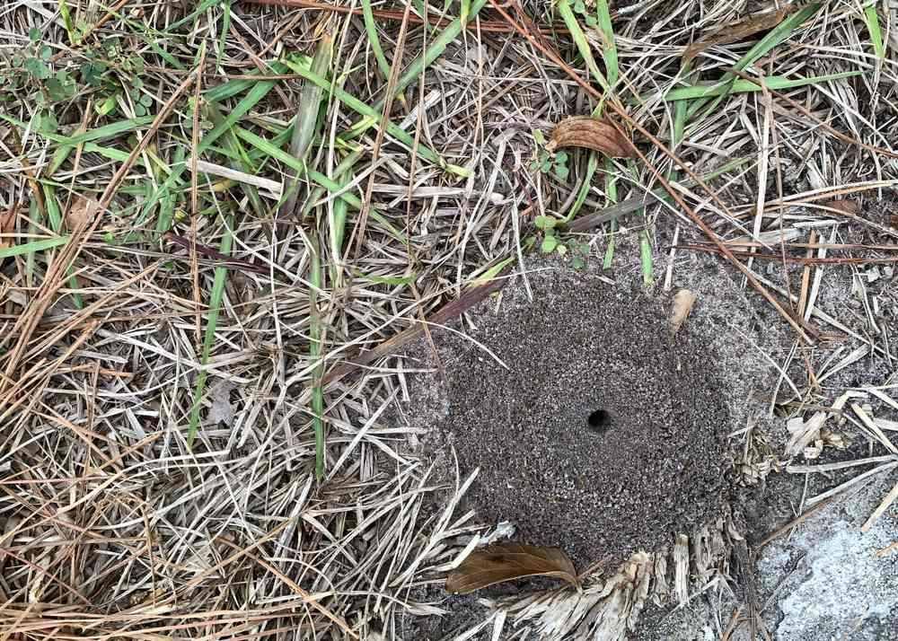 There is a Hole in the Ground in the Middle of the Grass  — Allied Pest Management Northern Rivers in Mullumbimby, NSW