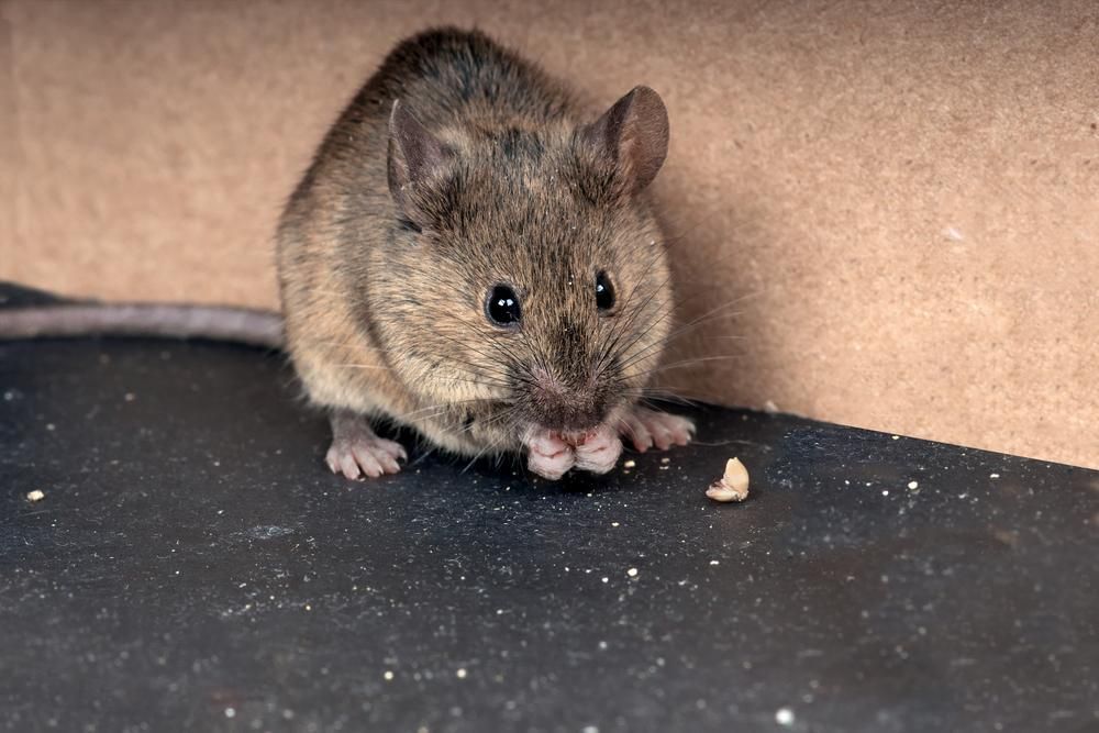 A Mouse Is Eating a Piece of Food on The Ground — Allied Pest Management Northern Rivers in Alstonville, NSW