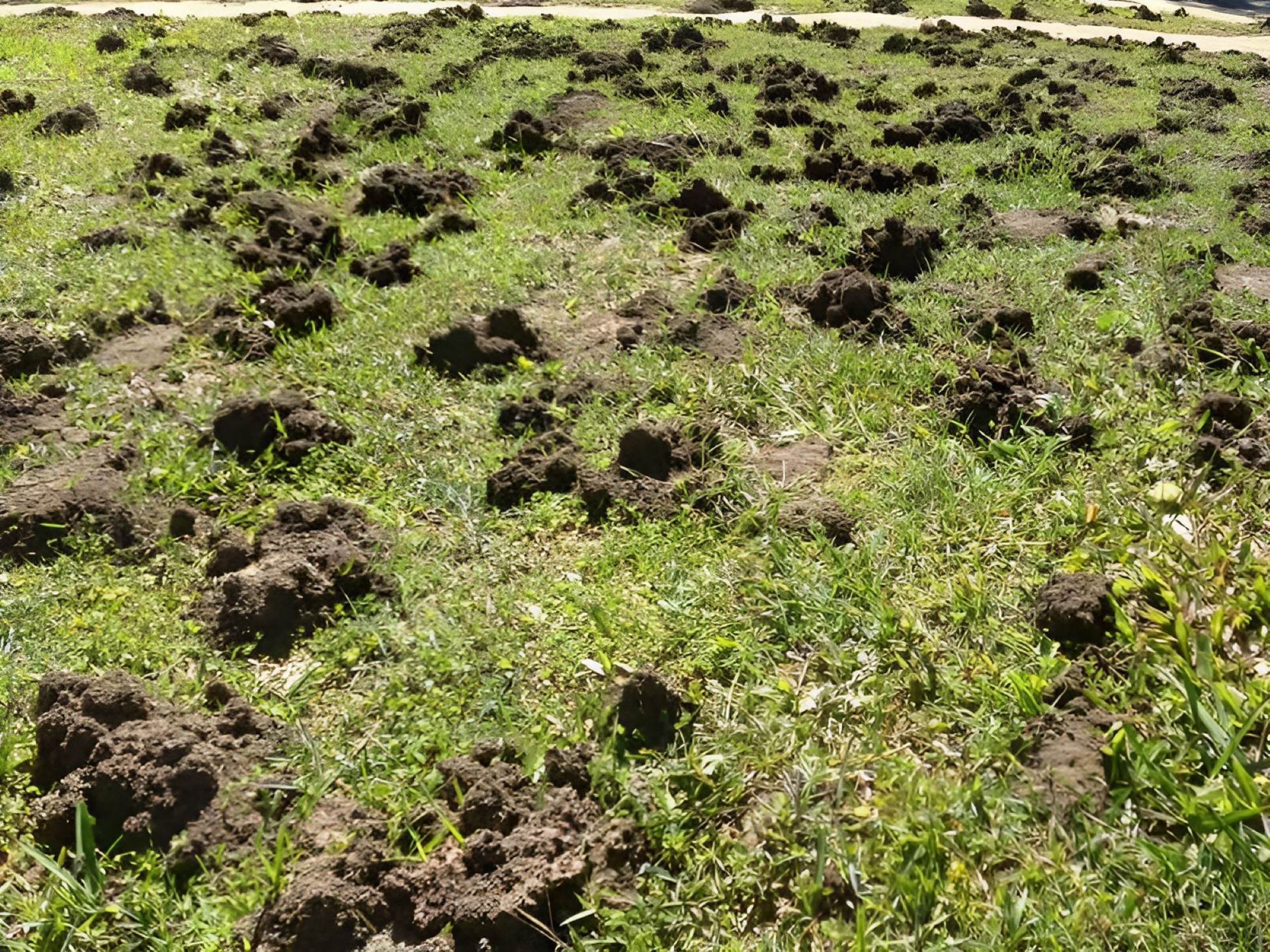 A Field Filled With Lots of Dirt and Grass — Allied Pest Management Northern Rivers in Brunswick Heads, NSW