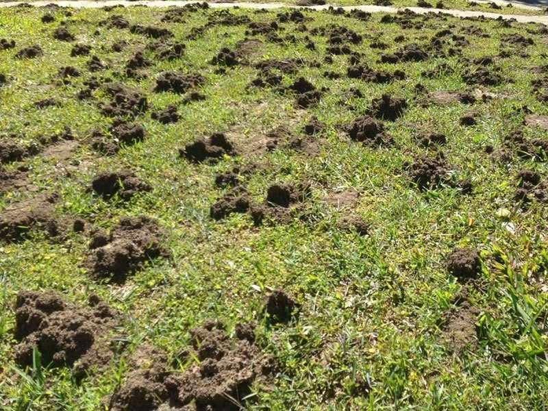 A Field of Grass with A Lot of Dirt in It — Allied Pest Management Northern Rivers in Lismore, NSW